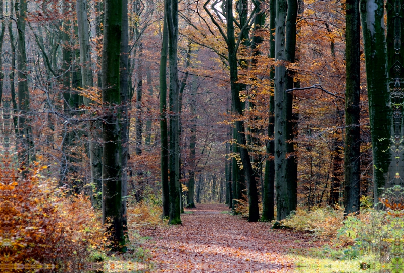 Herbstwald