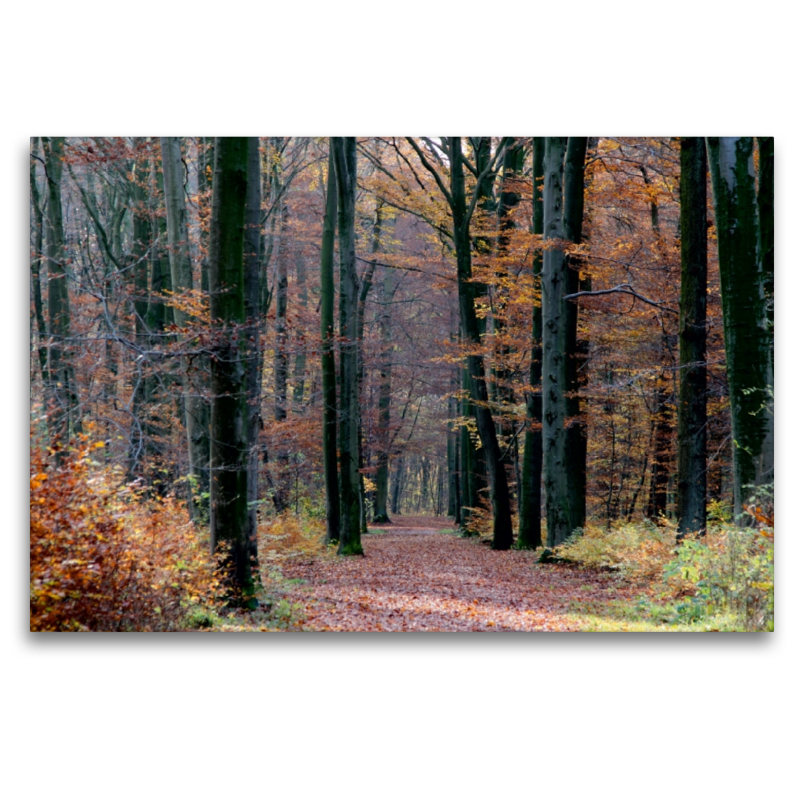 Herbstwald