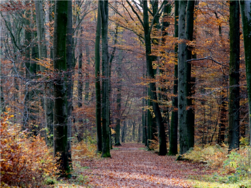 Herbstwald