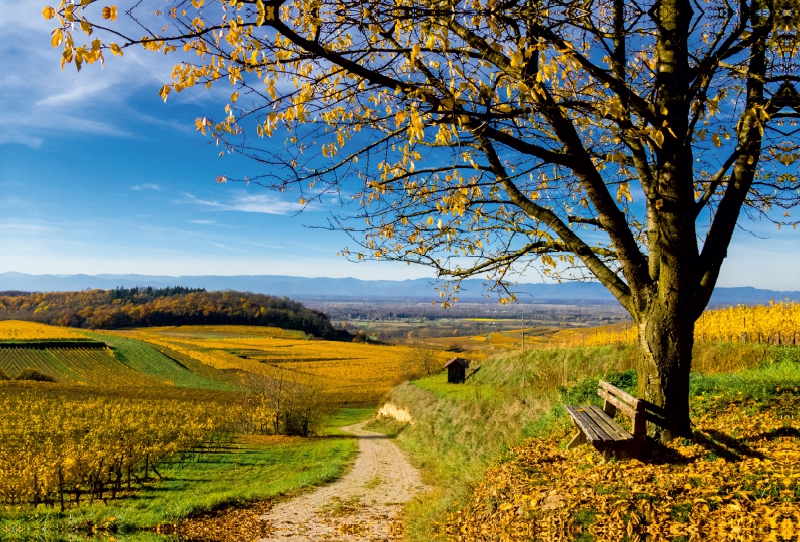 Bunter Kaiserstuhl im Herbst