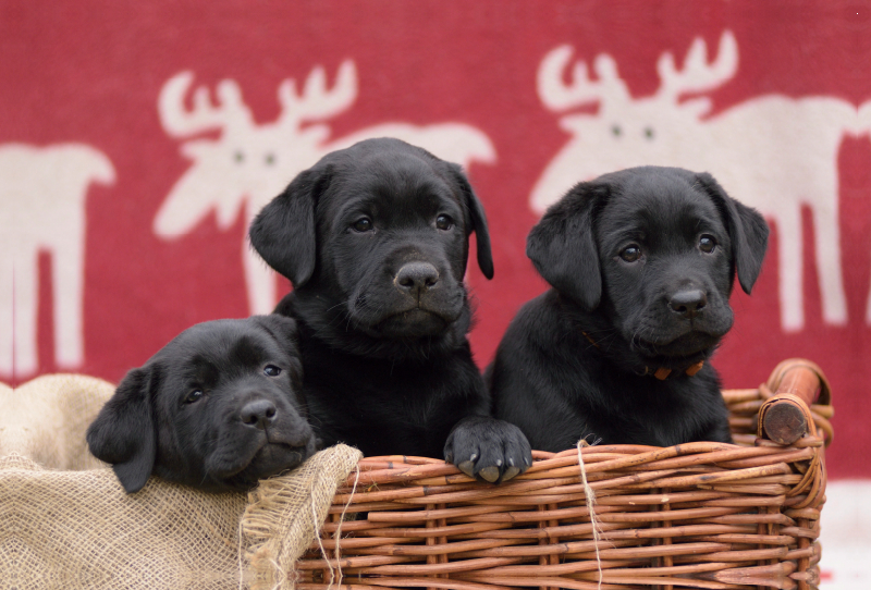 Drei schwarze Labrador Welpen