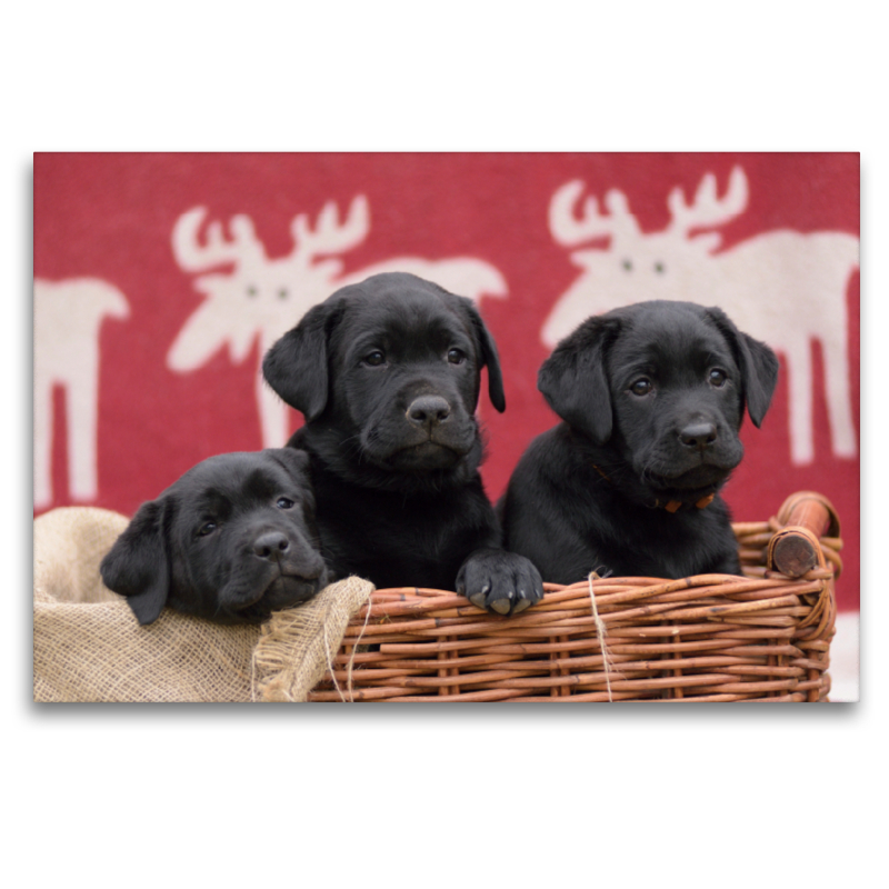 Drei schwarze Labrador Welpen