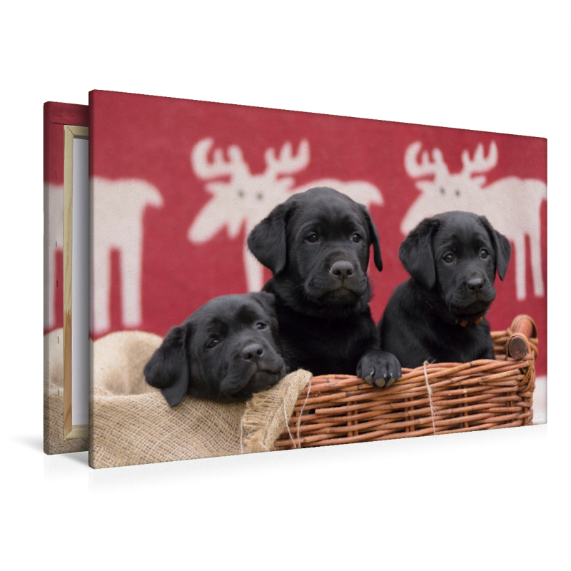 Drei schwarze Labrador Welpen