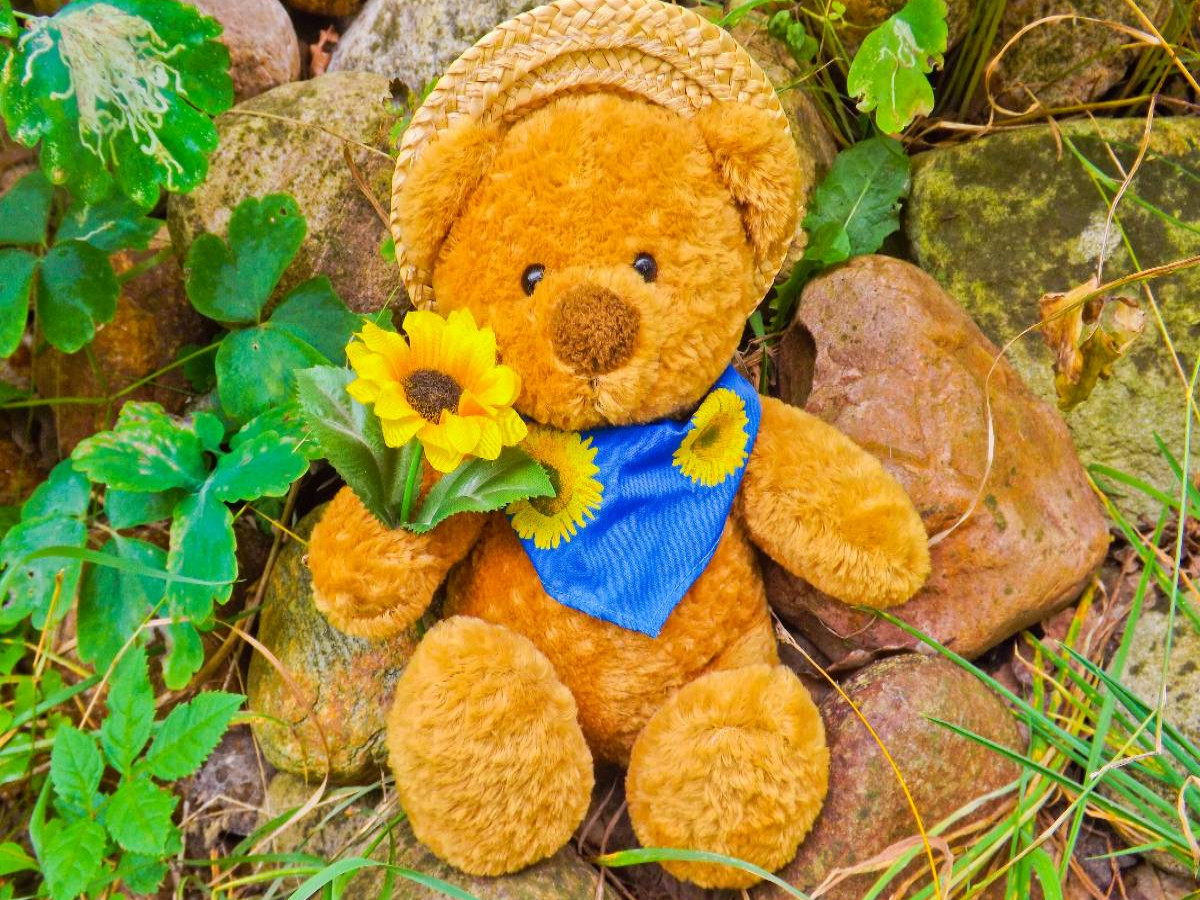 Teddybär mit Sonnenblume