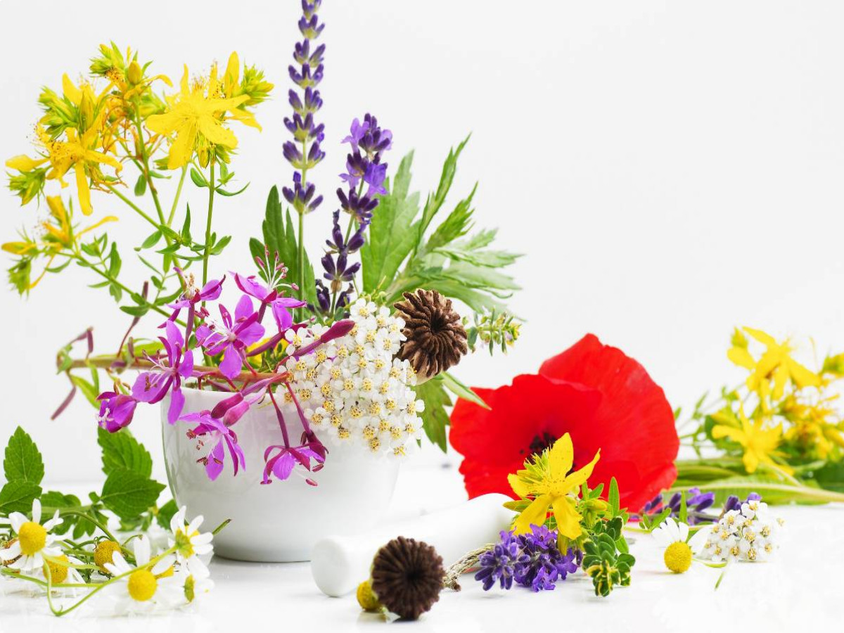 Bunte Wildkräuter aus dem Naturgarten