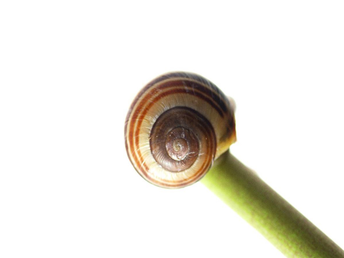 Müde Schnecke am schlafen