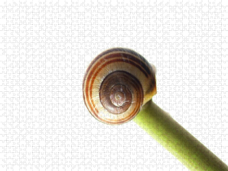 Müde Schnecke am schlafen