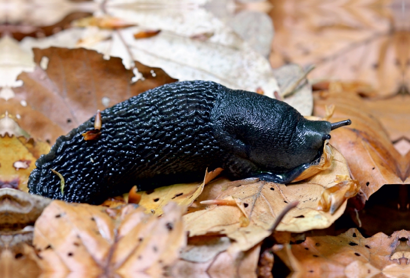 Schwarzer Schnegel (Limax cinereoniger)