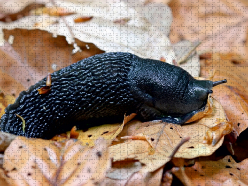 Schwarzer Schnegel (Limax cinereoniger)