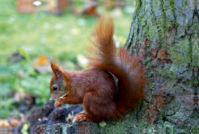 Eichhörnchen in freier Natur