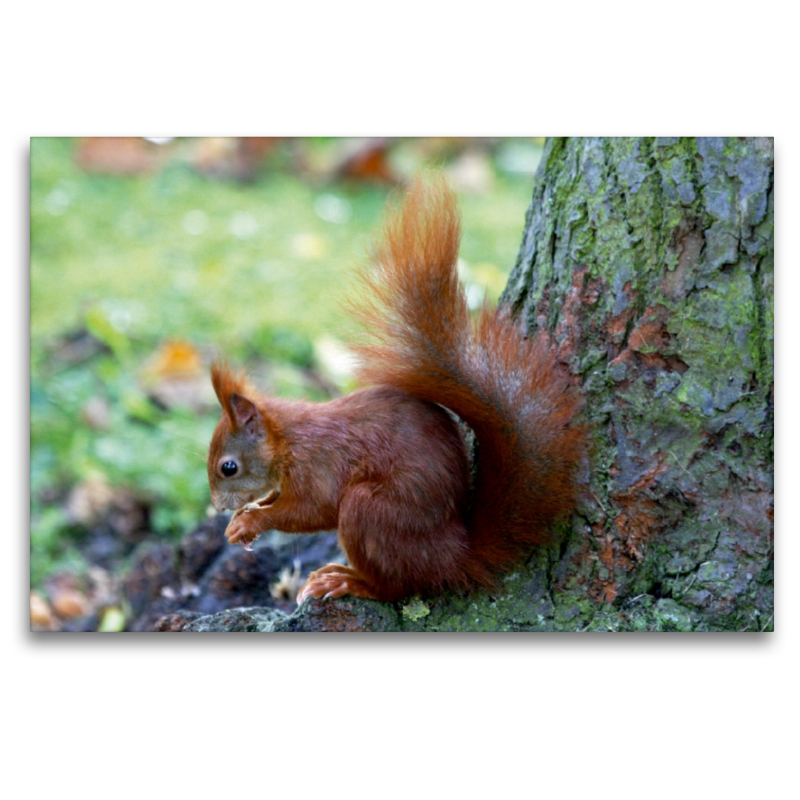 Eichhörnchen in freier Natur