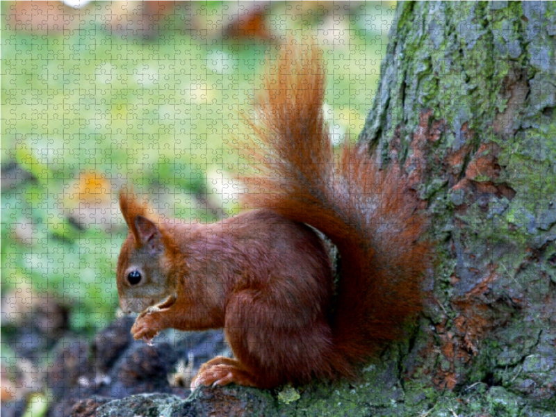 Eichhörnchen in freier Natur