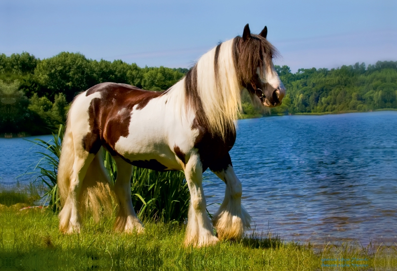 Ein Motiv aus dem Kalender Gypsy Horses