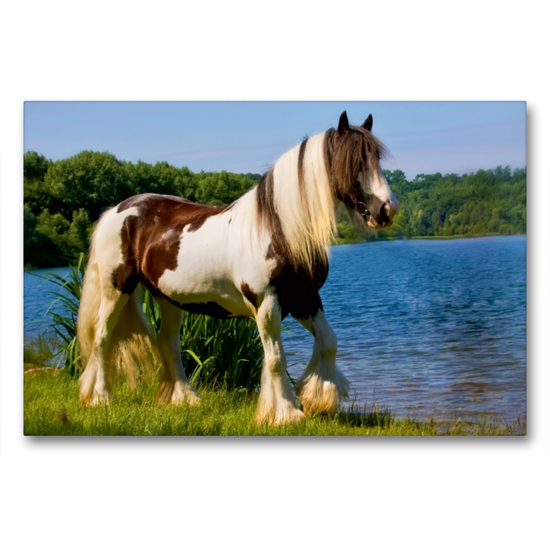 Ein Motiv aus dem Kalender Gypsy Horses