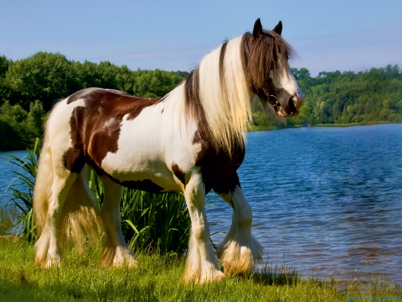 Ein Motiv aus dem Kalender Gypsy Horses