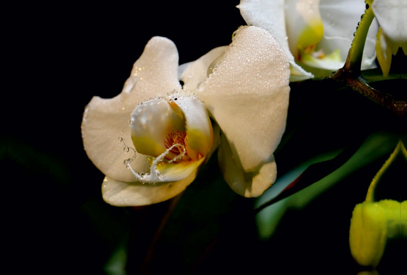 Orchidee und Tropfen