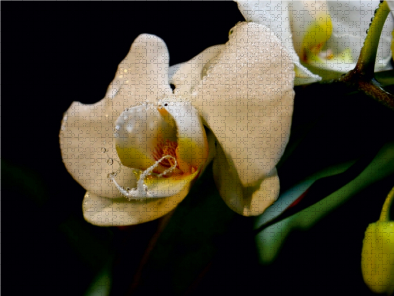 Orchidee und Tropfen