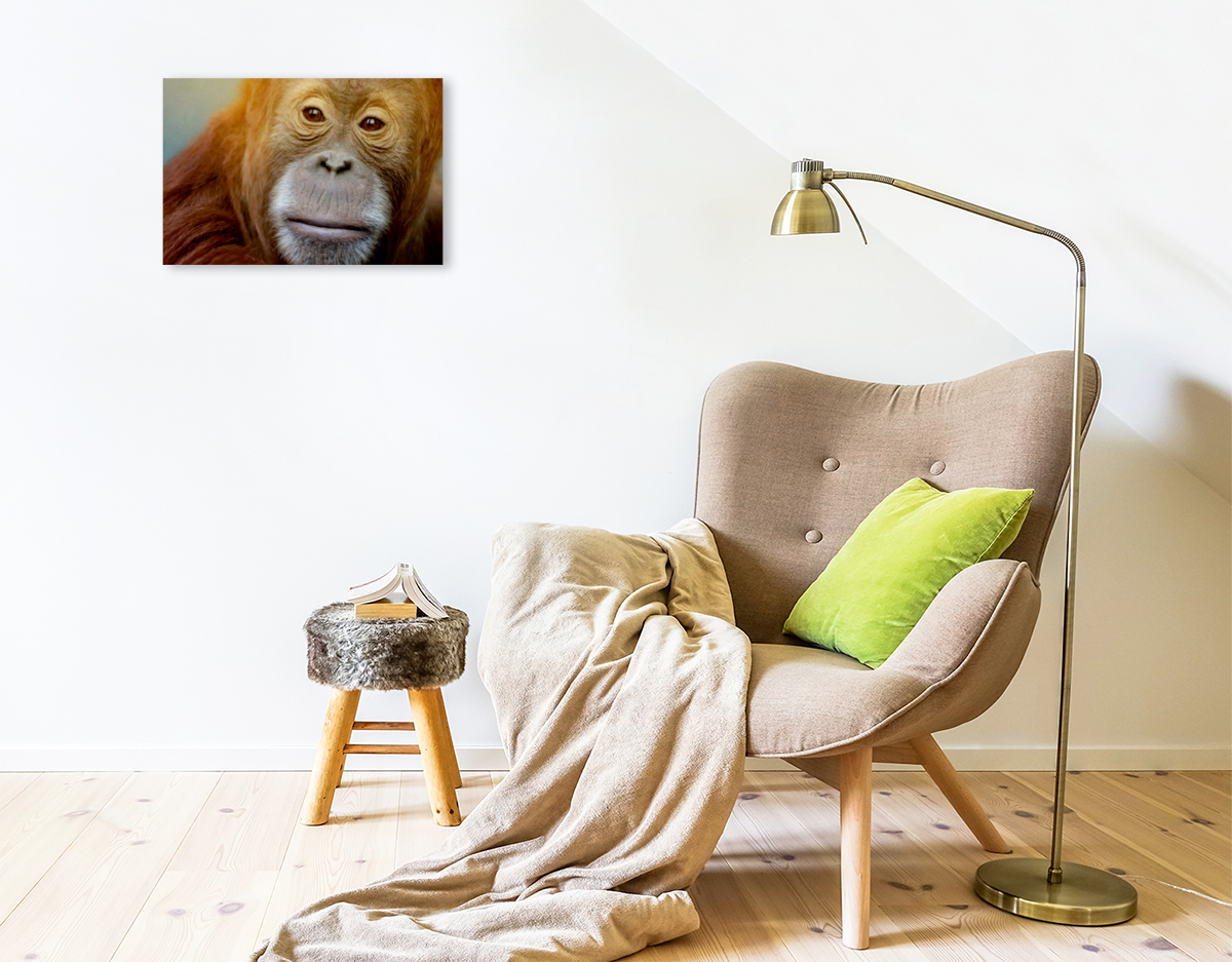 Orang Utan Porträt