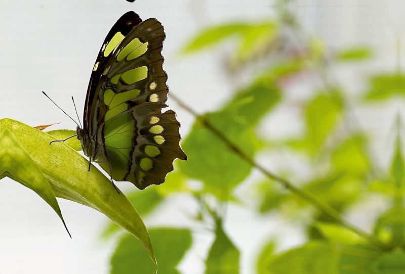 Schmetterling