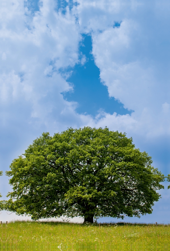 April: Mitte April ist es schon warm und die Eiche steht im wunderbaren Grün.