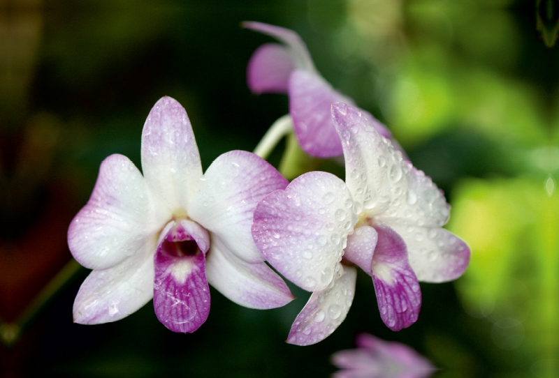 Orchideen Makro