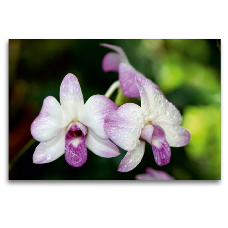 Orchideen Makro