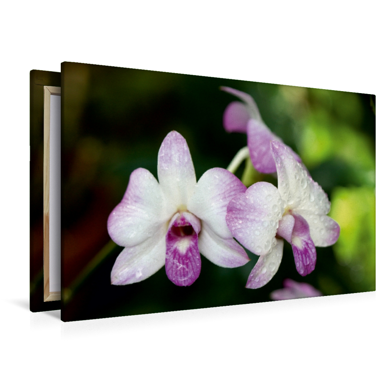 Orchideen Makro