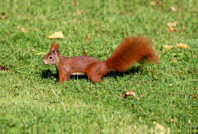 Eichhörnchen im ParkEichhörnchen