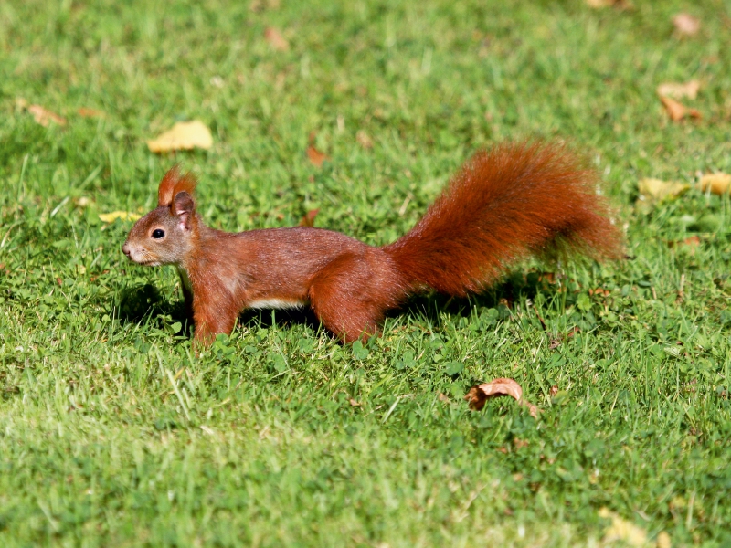 Eichhörnchen im ParkEichhörnchen