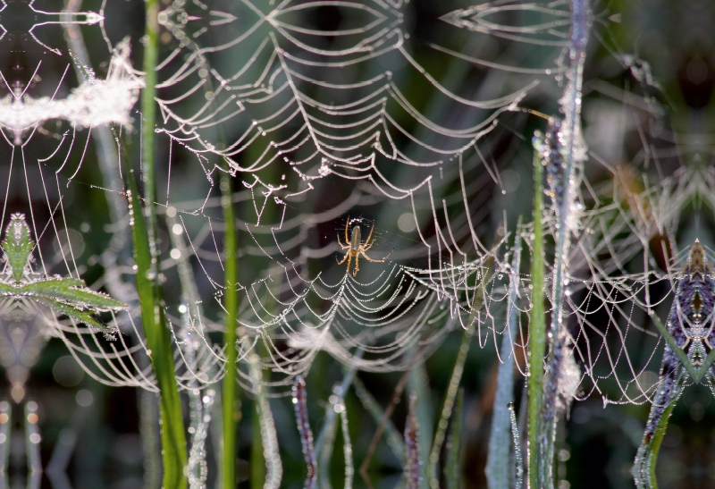 Gesponnen hat die Spinne fein und hofft auf Beute die fliegt rein.