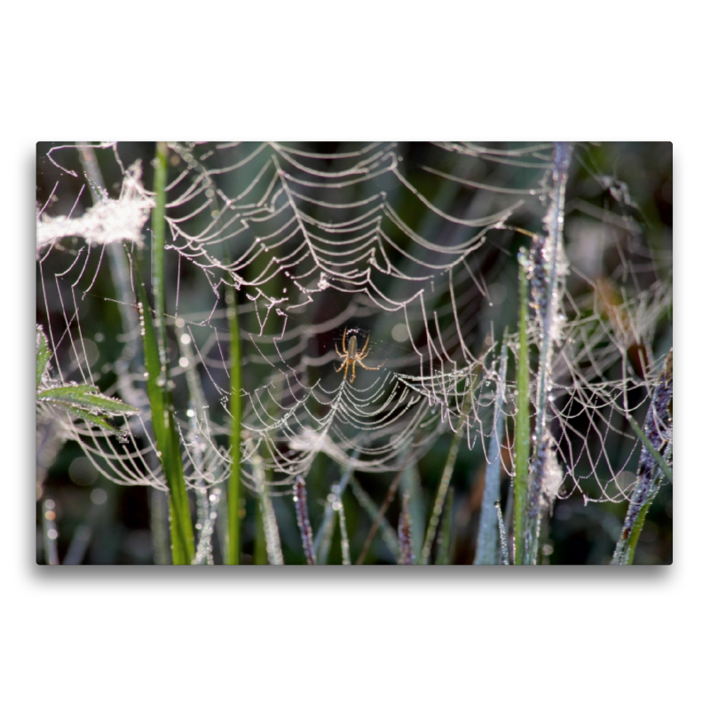 Gesponnen hat die Spinne fein und hofft auf Beute die fliegt rein.