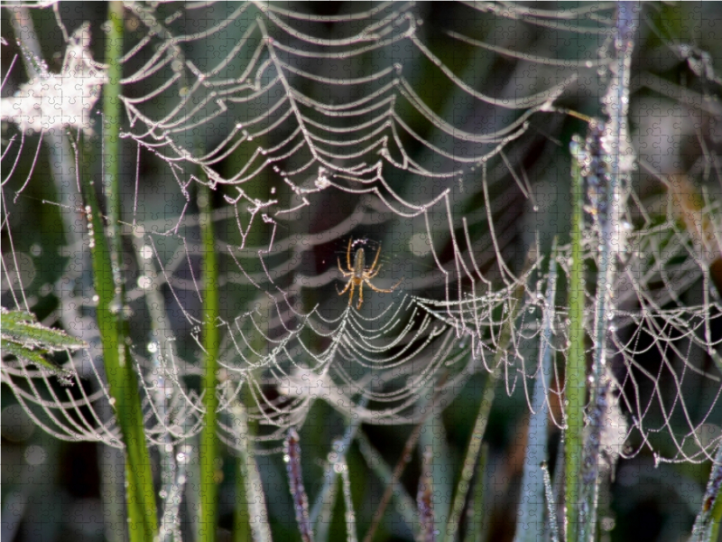 Gesponnen hat die Spinne fein und hofft auf Beute die fliegt rein.