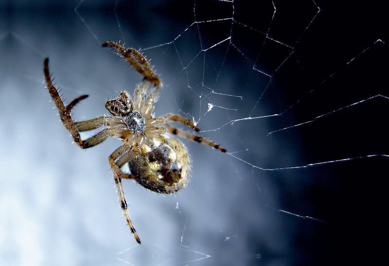 Der Spinne auf den Bauch geguckt, hat sich die lecker Beute schnell verdruckt.