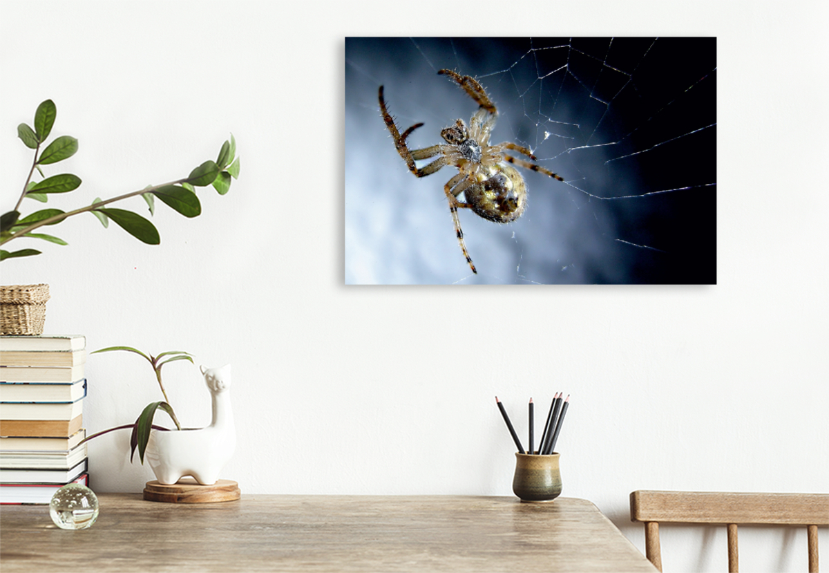 Der Spinne auf den Bauch geguckt, hat sich die lecker Beute schnell verdruckt.