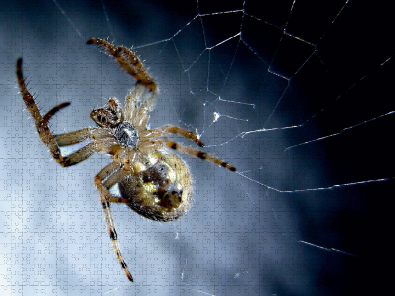 Der Spinne auf den Bauch geguckt, hat sich die lecker Beute schnell verdruckt.