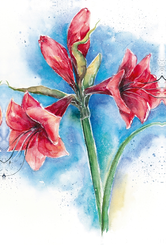 Amaryllis