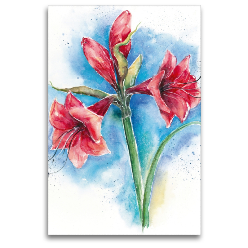 Amaryllis