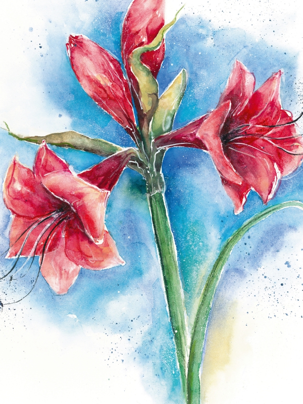 Amaryllis