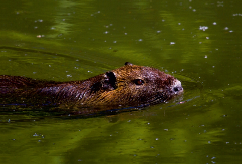 Nutria