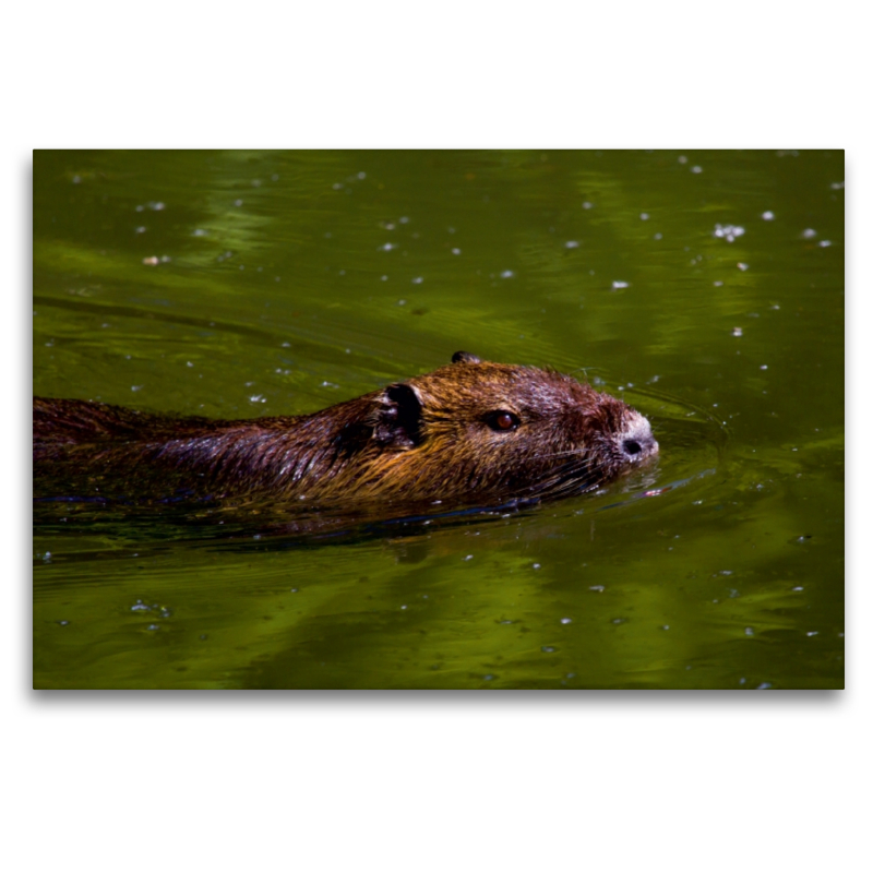 Nutria