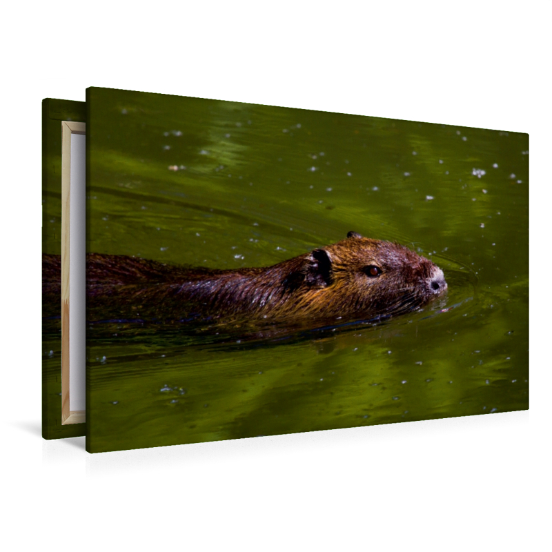 Nutria