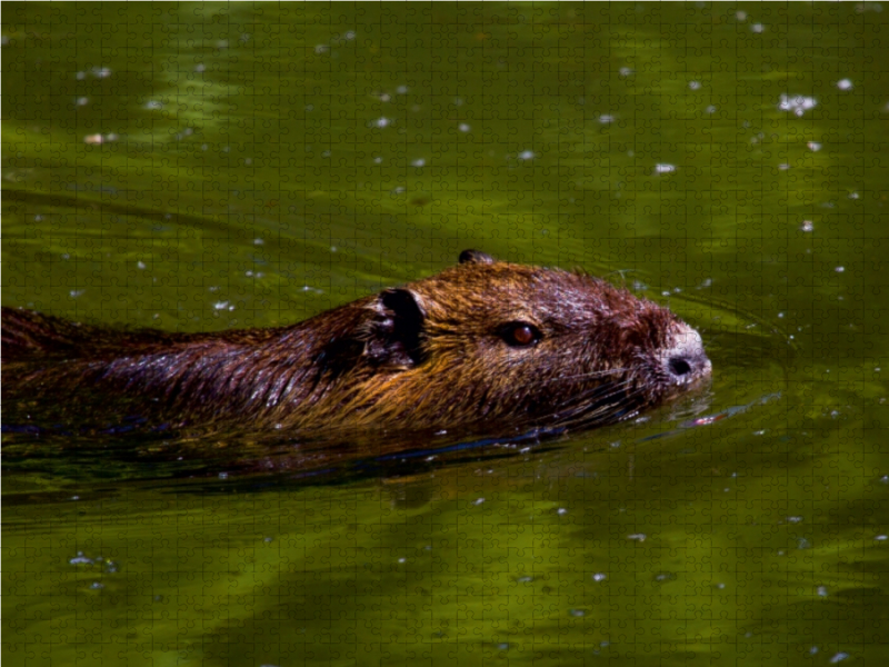 Nutria