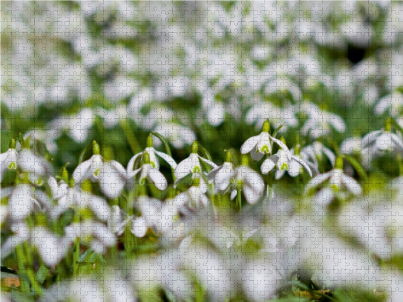 Schneeglöckchen