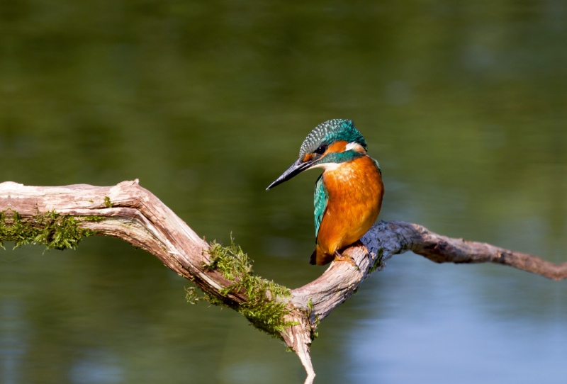 Eisvogel