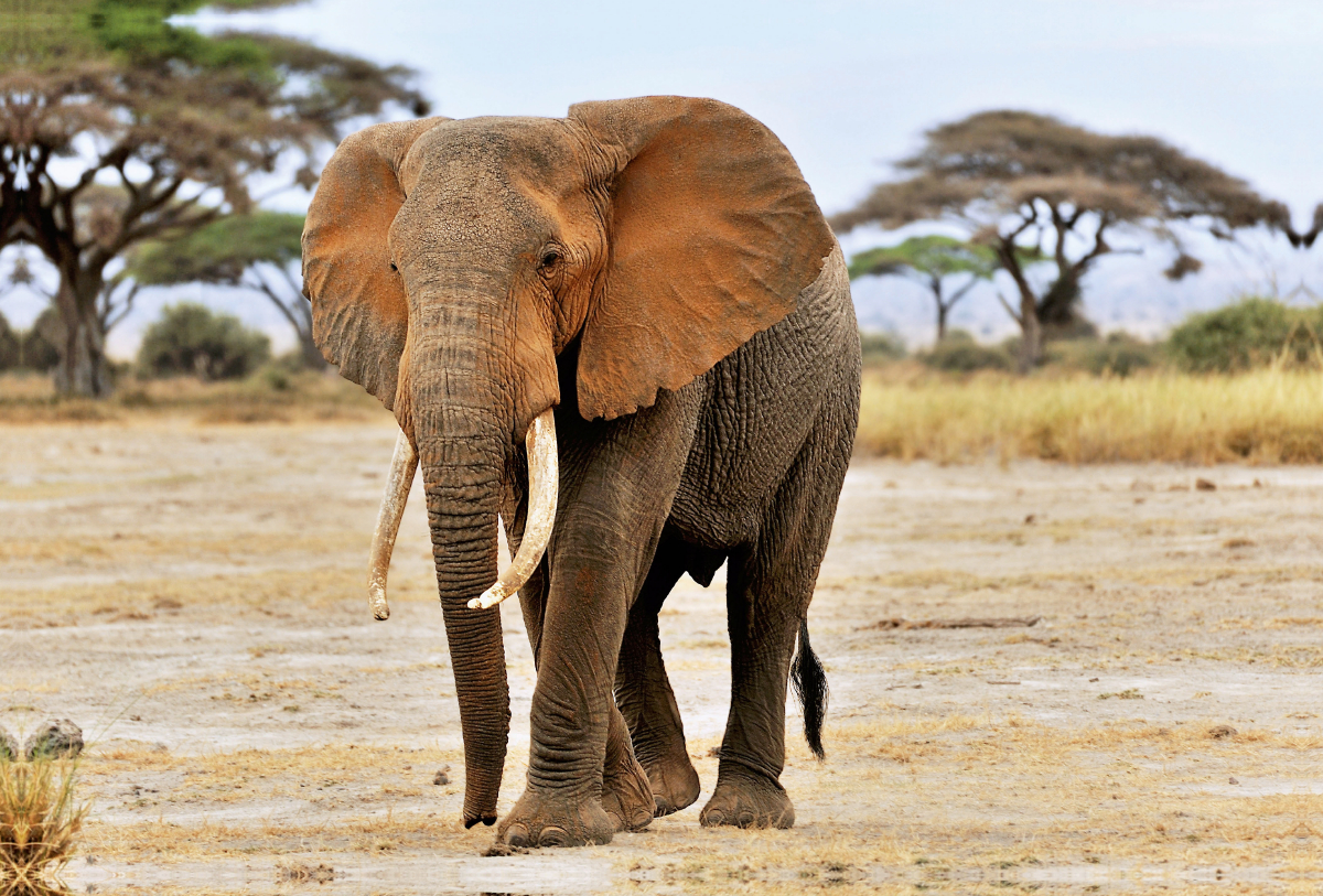 Elefant in Amboseli