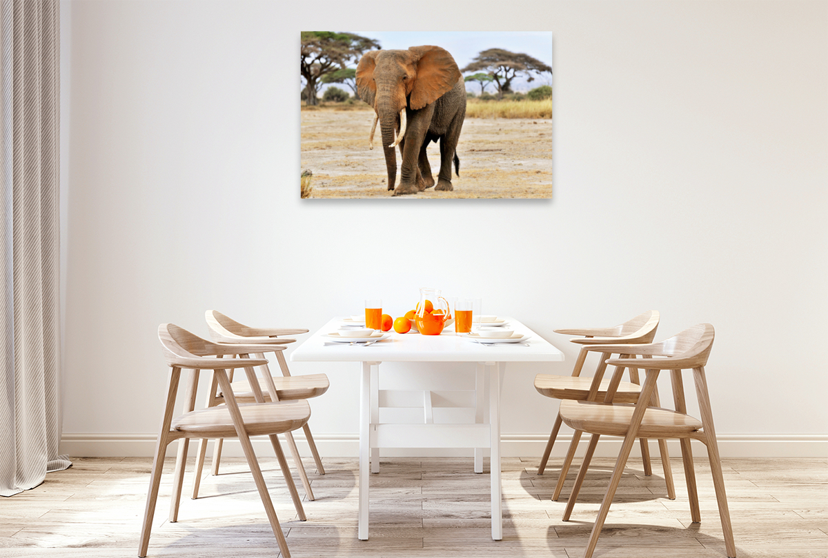 Elefant in Amboseli