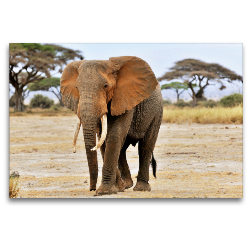 Elefant in Amboseli