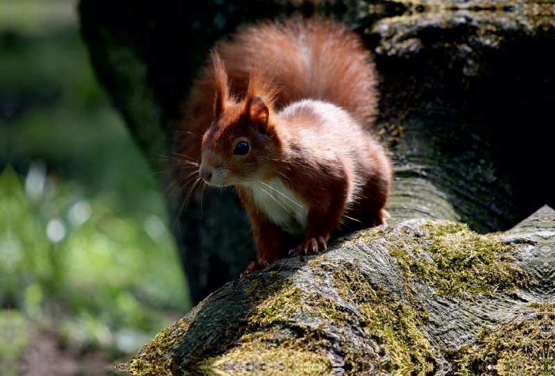 Eichhörnchen im Licht