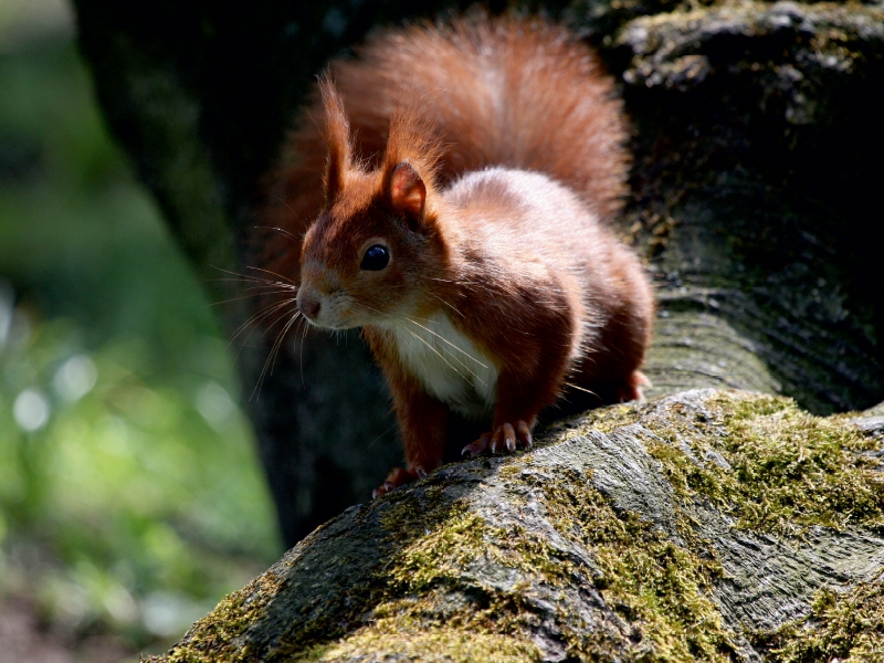 Eichhörnchen im Licht