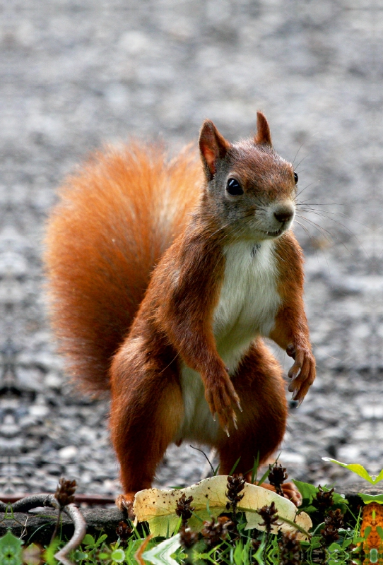 Neugieriges Eichhörnchen